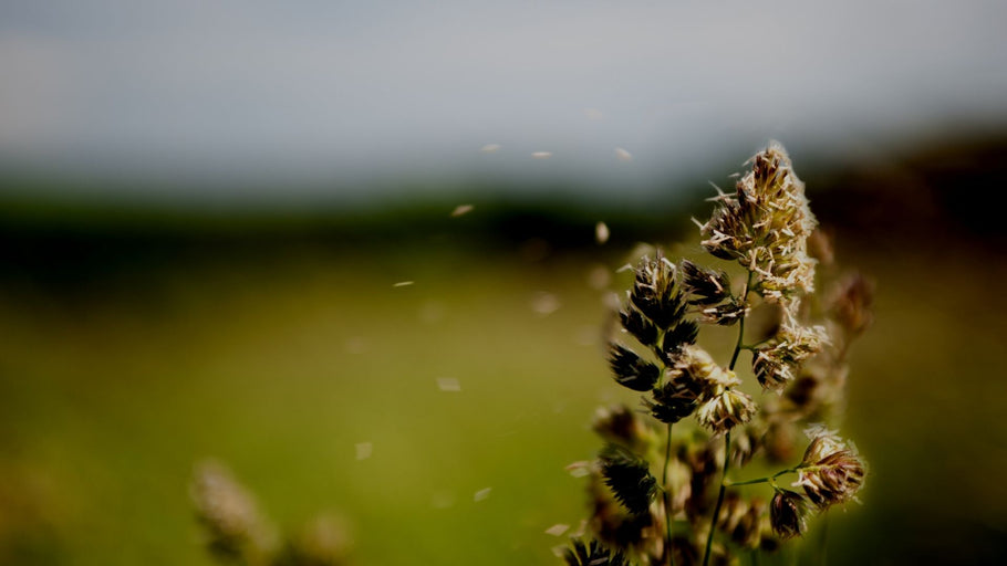 Fight Spring Allergies Naturally With These 4 Supplements